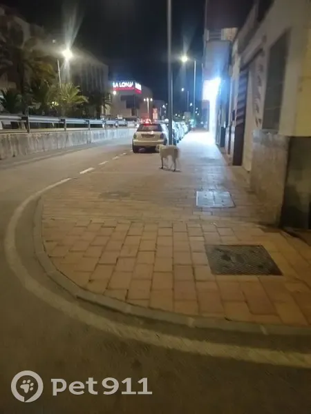 Encontrado perro, Calle Rambla de las Señoritas, Lorca - grande y blanco - photo