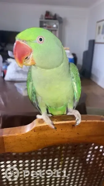 Lost female bird, Pacific Highway, Hornsby - Alexanderine parrot - photo