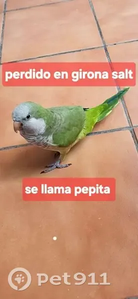 Perdido ave hembra, Carrer del Turó, 32, Salt - photo