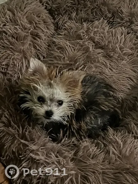 Lost female dog, North 159th Avenue, Surprise - tiny Yorkie - photo