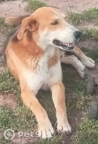 Perdido perro macho, San Sebastián, Cusco - raza grande - photo