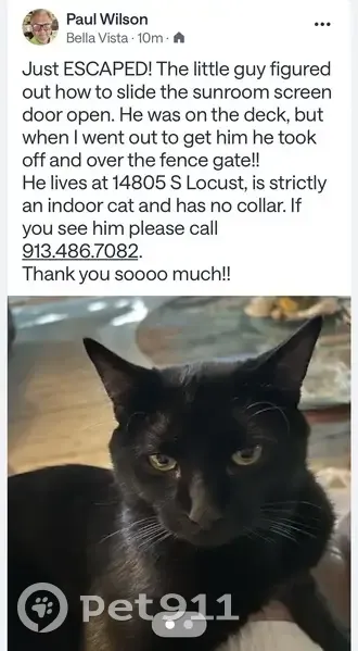 Lost male cat, South Locust Street, Olathe - shaved mark on front leg - photo