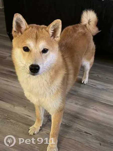 Missing dog Male, Kansas City (usl534099) - photo