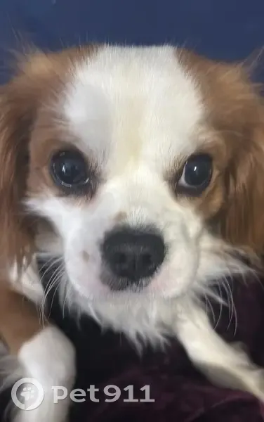 Lost male dog, Rose Street, Port Jervis - brown and white, very friendly - photo