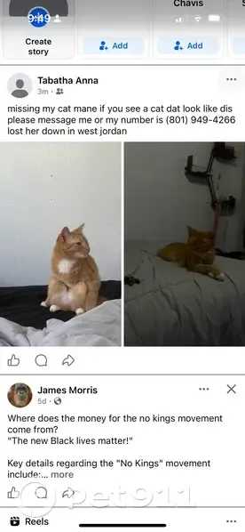 Lost female cat, Old Factory Drive, West Jordan - photo