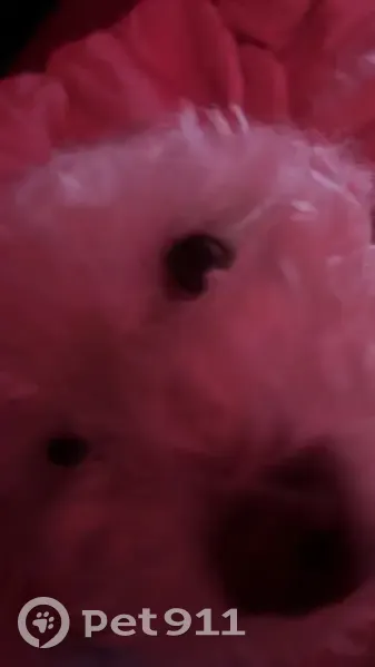 Lost male dog, Pennsylvania 92, Susquehanna, Philadelphia - looks like a Shi Tzu - photo