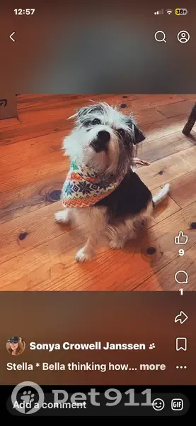 Lost female dog, Squire Cummings Trail, Arkadelphia - black and white terrier - photo