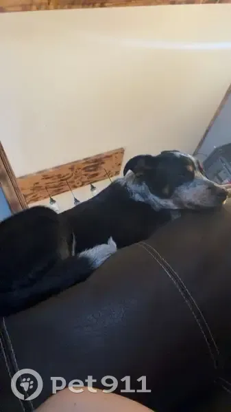 Lost male dog, County Road 1855, Arab - black and white coat - photo