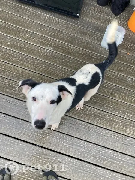 Found male dog, Mamalahoa Highway, Paauilo - black and white, very friendly - photo