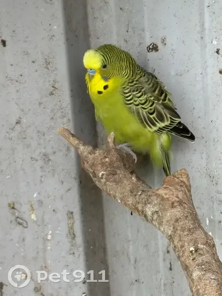 Found male bird, Western Downs Regional Council - tame and easy to catch - photo