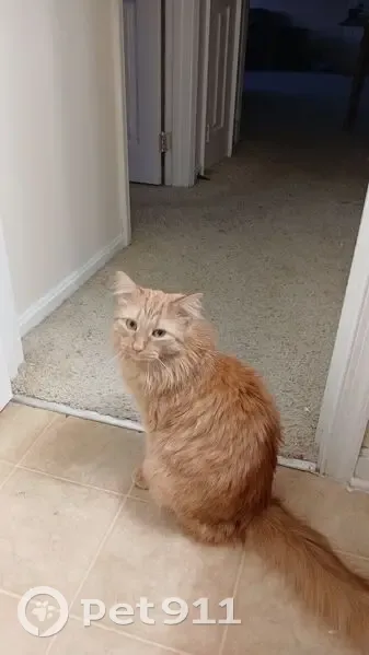 Lost male cat, Artillery Road, Manassas - fluffy orange with green eyes - photo