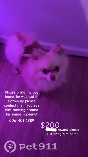 Lost male dog, Ruggles Street, Corbin - tan with a black bark collar - photo