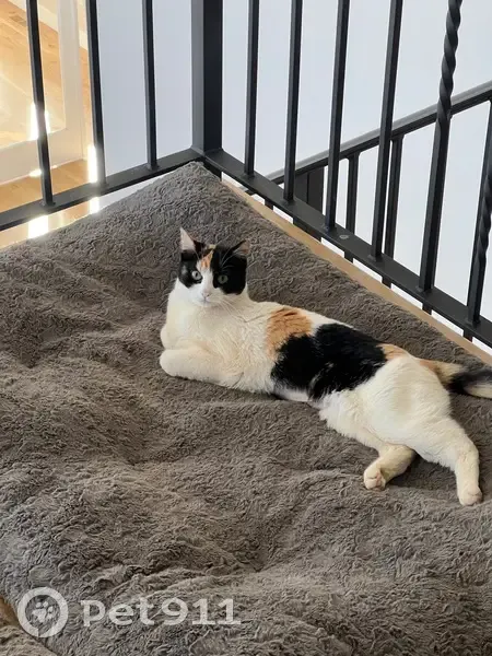 Lost female cat, Aspen Park, Denver - tiny one-year-old Calico - photo