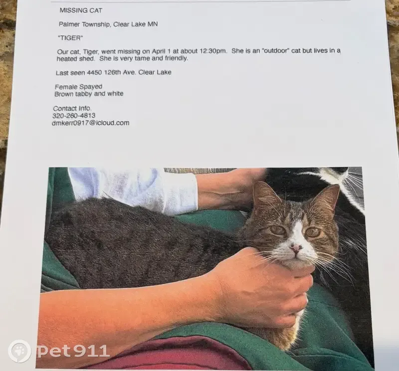 Lost female cat, 126th Avenue Southeast, Clear Lake - tabby-striped brown - photo