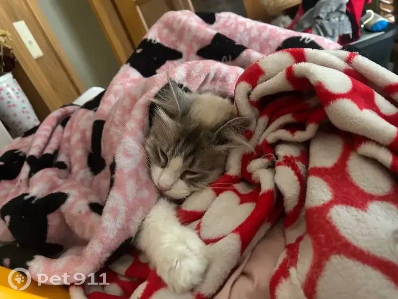 Lost female cat, Prairie Park Road, Wichita - striped leg and curled tail - photo