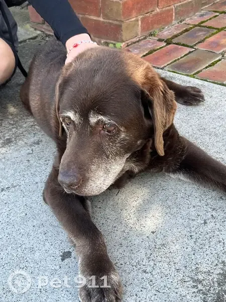 Found dog, Aberfeldie, Melbourne - chocolate brown lab mix - photo