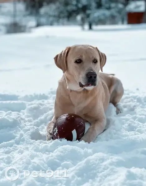 Lost Dog, Heaston Ridge Road, Crawford - Male Champagne Lab - photo