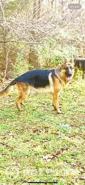 Lost male dog, U.S. 82, 8182, Callisburg - Western show GSD - photo