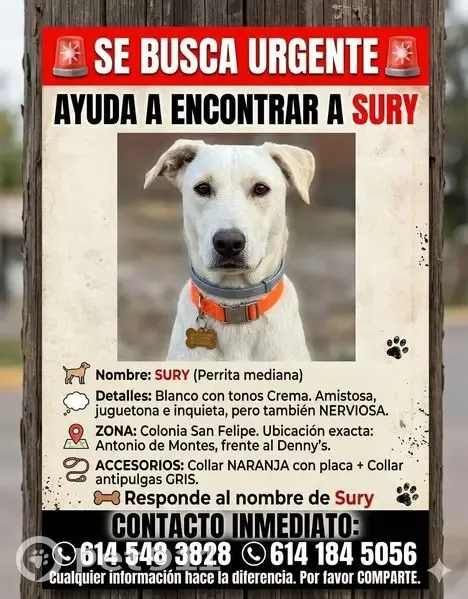 Perdido perro hembra, Avenida Antonio de Montes, Chihuahua - collar naranja - photo