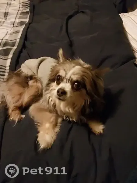 Lost female dog, West Hill Street, Champaign - long-haired chihuahua - photo