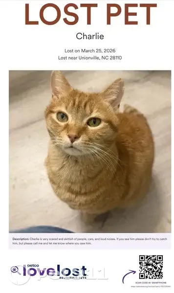 Lost male cat, Weddington Pointe Drive, Unionville - photo