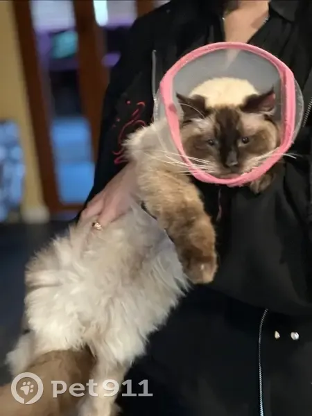 Lost male cat, Ellis Close, Hobsons Bay - seal point ragdoll - photo