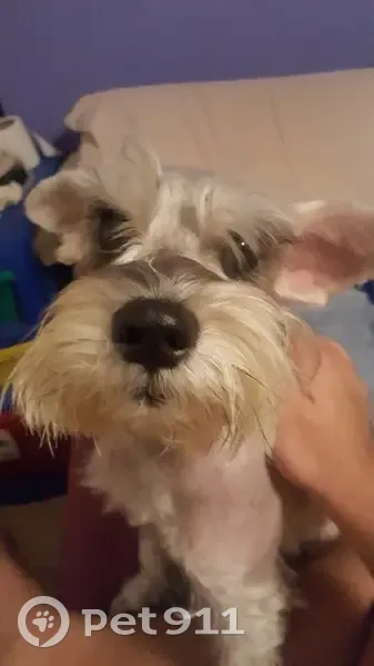 Perdido perro hembra, Cancún, Quintana Roo - schnauzer sal y pimienta - photo