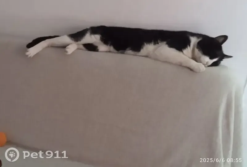 Perdido gato masculino, Calle Mimosas, Algeciras - blanco y negro con arnés blanco - photo