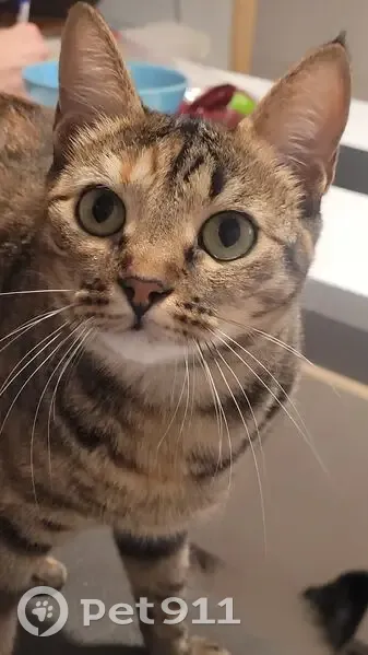 Perdido gato hembra, Calle Ciudad de Gandia, 4, Sevilla - photo