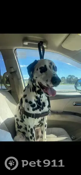 Lost male dog, Launceston, Tasmania - photo