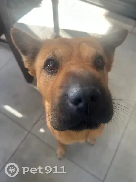 Lost female dog, Girramay Street, Logan, Brisbane - pink collar, Sharpei cross - photo