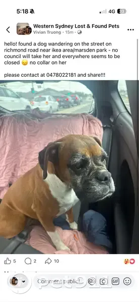 Found female dog, Hollinsworth Road, Blacktown, Sydney - medium-sized boxer mix - photo