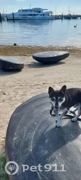 Lost male dog, Hermitage Avenue, 34, City of Ballarat - black and cream terrier x - photo