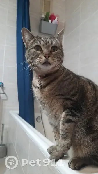 Encontrado gato hembra, Calle de Mota del Cuervo, 76, Hortaleza - photo