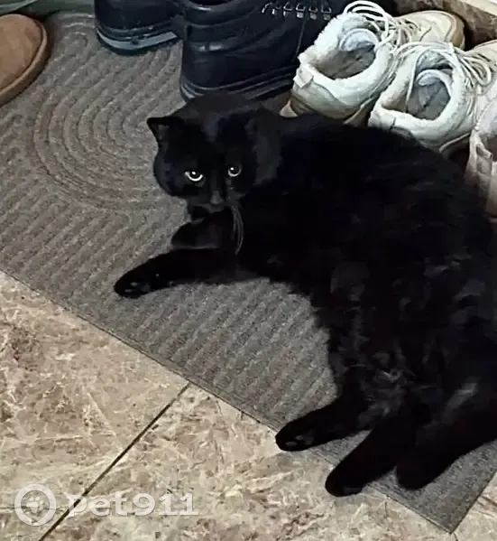 Зник кіт, проспект Любомира Гузара, 14, Київ - повністю чорний, кастрований - photo