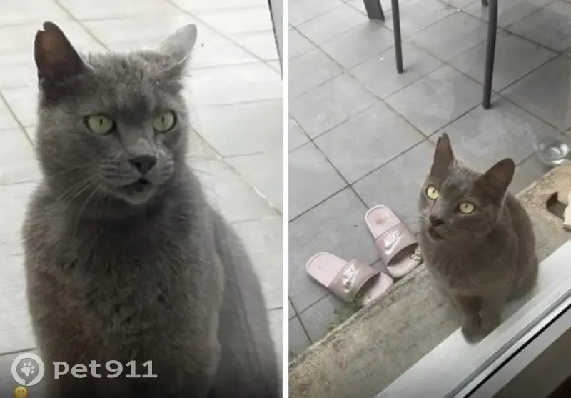 Perdu chat femelle, Impasse Louis Eychenne, 17, Toulouse - poils gris courts - photo