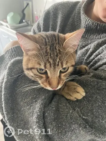 Trouvé Chat, Rue Demay, 28 bis, Saint-Jean-le-Blanc - apeuré et effrayé - photo