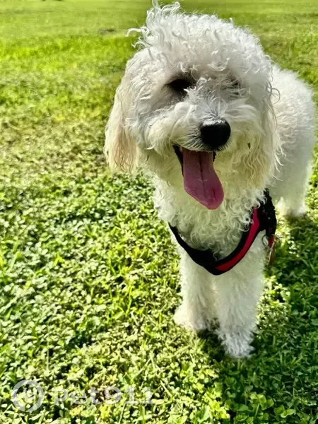 Lost female dog, South Military Trail, 300, Boca Raton - 100% white fluffy mini doodle - photo