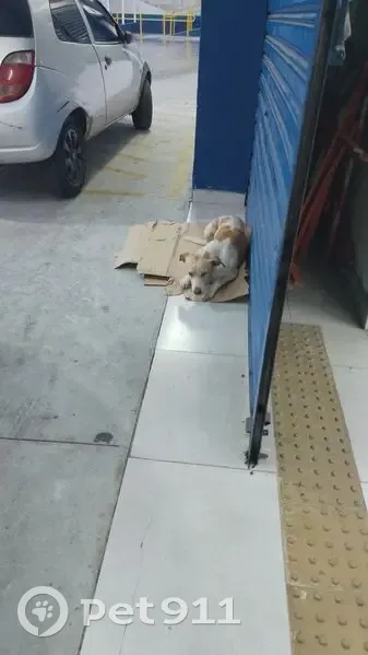 Cachorro encontrado Macho (brf002577) - photo