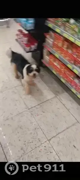 Cachorro perdido Macho (brl002578) - photo