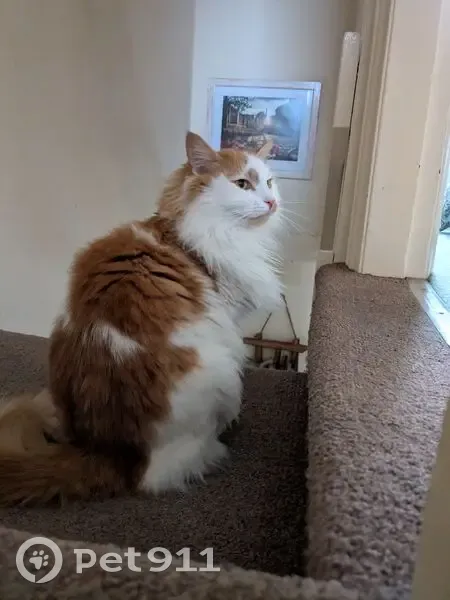 Lost male cat, Lower Ebor Street, York - white and ginger with orange/hazel eyes - photo