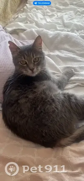 Зникла кішка, Вінницьке шосе, Хмельницький - сірого кольору з чорними полосками - photo