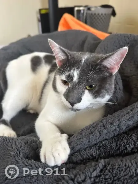 Lost male cat, Faust Avenue, Detroit - white with gray paw print spots - photo