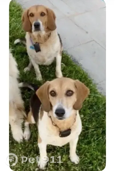 Lost male dog, Beaver Dam Road, Lewes - tri color beagle - photo