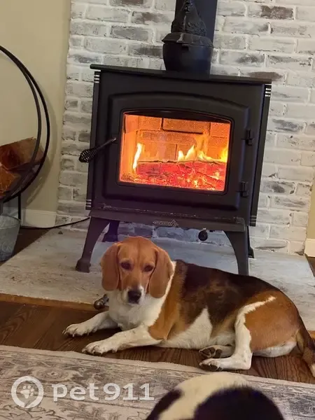 Lost male dog, Regatta Bay Boulevard, Lewes - tri color beagle - photo