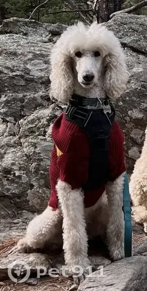 Lost male dog, Charming Lane, Fruitland - white 14-year-old poodle - photo