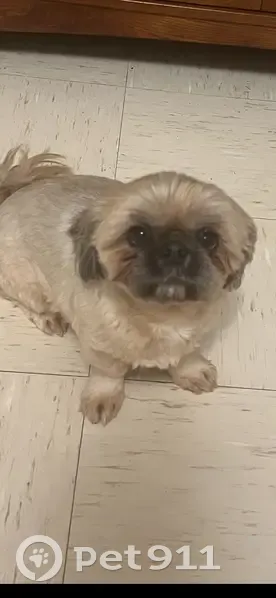 Lost Female Dog, Spruce Lane, Humboldt - brownish tan and white shitzu - photo