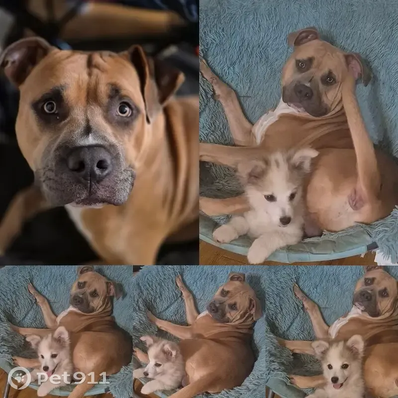 Lost male dog, Ranger, Georgia - injured and limping - photo