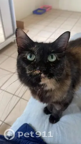 Gato desaparecido Fêmea (brl002580) - photo