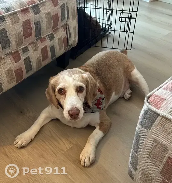 Lost male dog, 22nd Avenue South, 1598, St. Petersburg - senior Beagle - photo